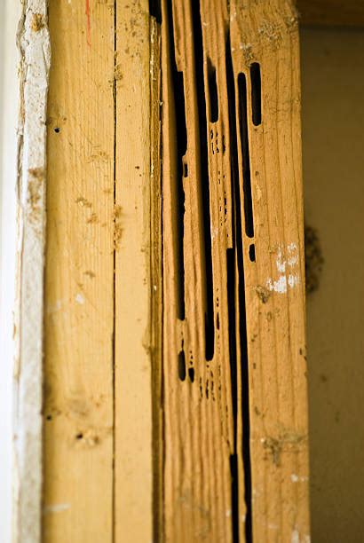 Carpenter Ant Damage Stock Photos, Pictures & Royalty-Free Images - iStock