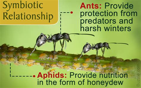 Aphids And Ants Symbiotic Relationship