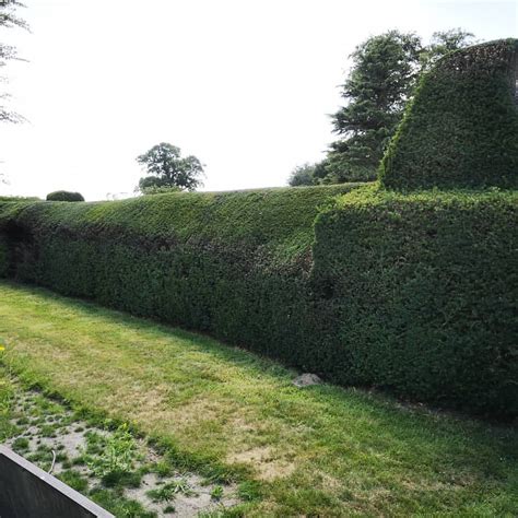 Yew hedging in different stages of renovation. Some being levelled and straightened, some ...