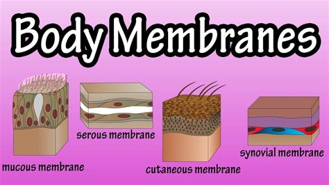 Body Membranes - Types Of Membranes In The Body - Serous Membranes ...