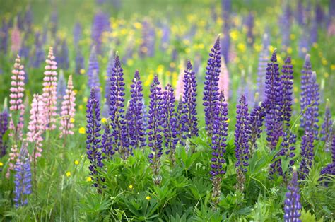 Free picture: summer, green grass, nature, lupine flowers, grass