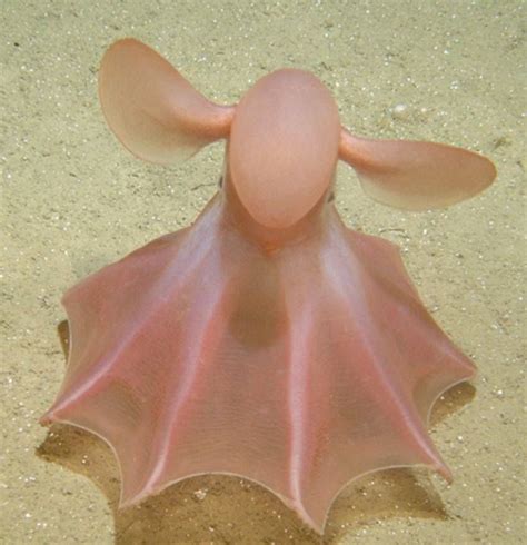 Umbrella Octopus | Beautiful sea creatures, Deep sea creatures, Sea ...