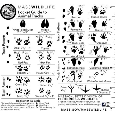 Guide To Animal Tracks In Snow