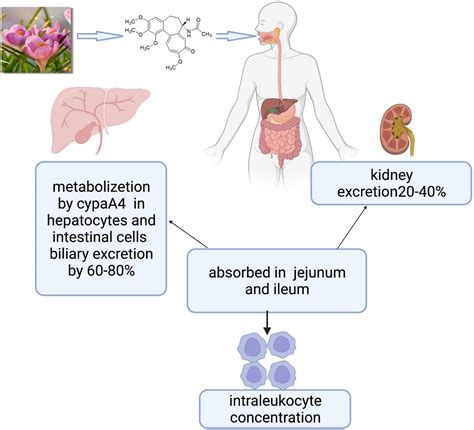 Frontiers | Colchicine for Coronary Artery Disease: A Review