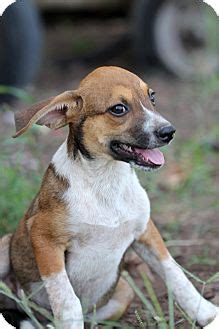 Dakota | Adopted Puppy | 0032-002 | Natchitoches, LA | Rat Terrier/Beagle Mix