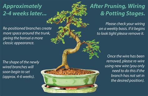 Wiring Bonsai Trees - Why do we wire bonsai? - Bonsai Trees for Sale UK