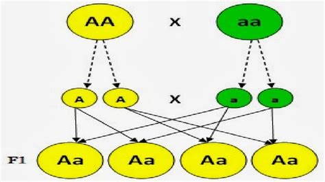 Café y Biología: Lección 23 Herencia Mendeliana