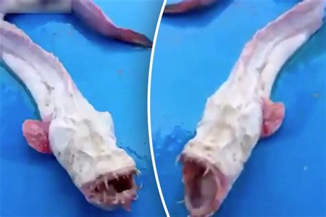 Thai Fisherman Catches Strange, Unrecognizable, Eyeless Fish