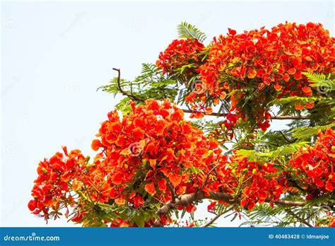 Royal poinciana stock photo. Image of flamboyant, multiple - 40483428