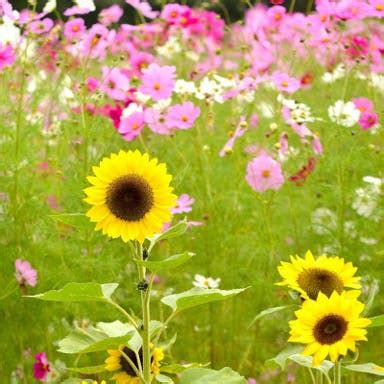 Cosmos Wildflower Seeds For Sale | Shop Popular Varieties