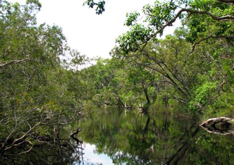 The Best Noosa Everglades Tours & Tickets 2021 - Noosa & Sunshine Coast | Viator