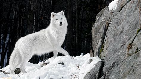 Fond d'écran : animaux, neige, hiver, faune, Loup, 1920x1080 px, vertébré, Chien comme mammifère ...