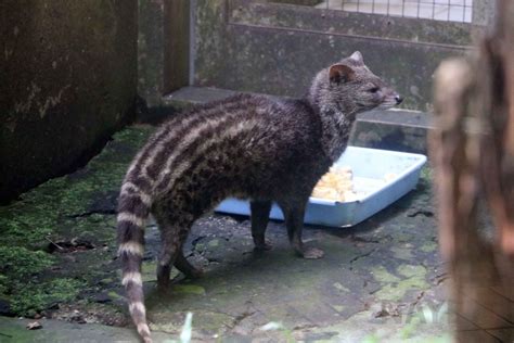 Small Indian civet, June 2016 - ZooChat