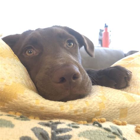 Murphy - A Chocolate lab / Border collie mix | Collie mix, Border ...