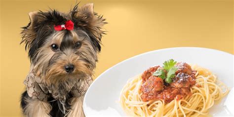 Can Dogs Eat Spaghetti? A Comprehensive Guide