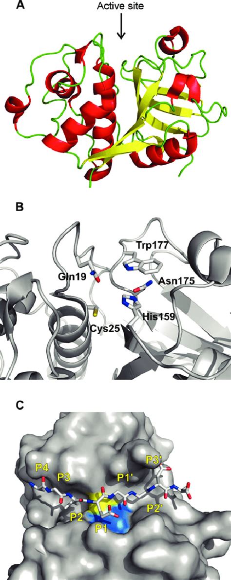 The fold and active site of papain-like peptidases. (A)... | Download ...