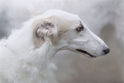 Borzoi, the Russian Wolfhound