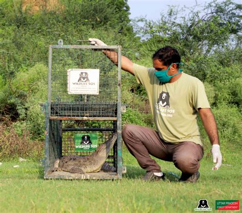 World Crocodile Day: Meet The Three Indian Crocodilians! - Wildlife SOS