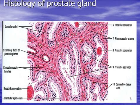 PPT - Histology of the Male Reproductive System (Repro 5) PowerPoint Presentation - ID:5673642