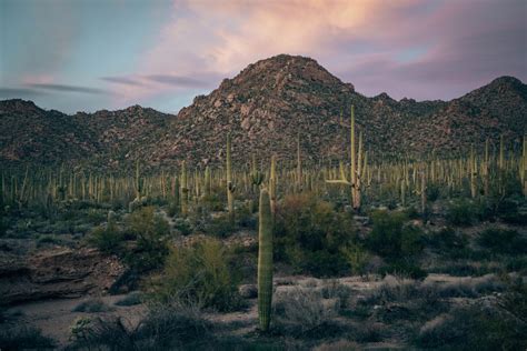 ULTIMATE GUIDE TO SAGUARO NATIONAL PARK - Smilkos Lens