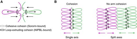 Cohesin‐mediated DNA loop extrusion resolves sister chromatids in G2 ...