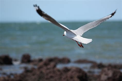 Seagulls At The Beach Free Photo Download | FreeImages