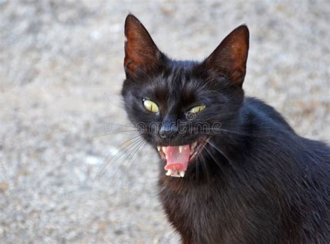 Evil black cat stock image. Image of demoniac, black - 25615235