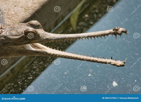 Sharp teeth of crocodiles stock image. Image of serpent - 284167963