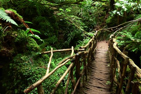 A whimsical and enchanting forest - Puzzlewood, England - Unusual Places