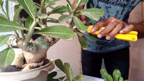 HOW TO PRUNE DESERT ROSE (ADENIUM) EASILY .. - YouTube