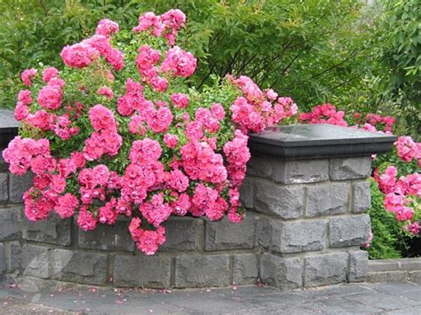 Buy rose Flower Carpet Pink (ground cover rose) Rosa Pink Flower Carpet ('Noatraum') (PBR): £19. ...
