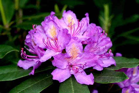 West Virginia - Rhododendron