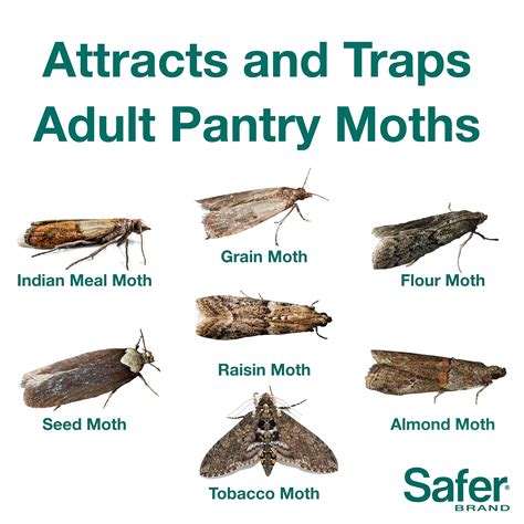 The BEST Way To Get Rid Of Pantry Moths, 47% OFF