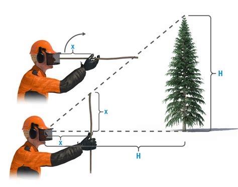 How to prepare for felling a tree - Husqvarna Chainsaw Academy