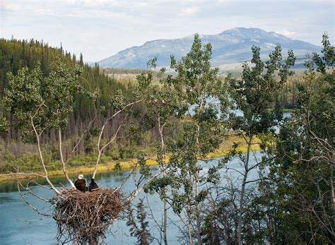 Five Rules for Photographing Bald Eagle Nests | Audubon