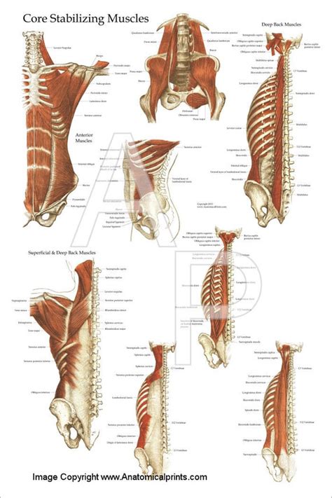 Deep and Core Stabilizing Muscle Anatomy Poster 24 X | Etsy