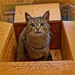 Alfred's Magic Box | Alfred is such a great model. His siste… | Flickr