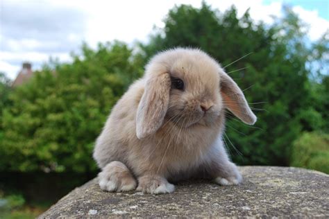 กระต่าย กระต่ายแคระ และการเลี้ยงกระต่าย: กระต่าย มินิลอป | Mini Lop Rabbit