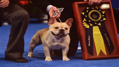 National Dog Show 2022 - Let's Know the Names of Dog Winners - Dog Show TV