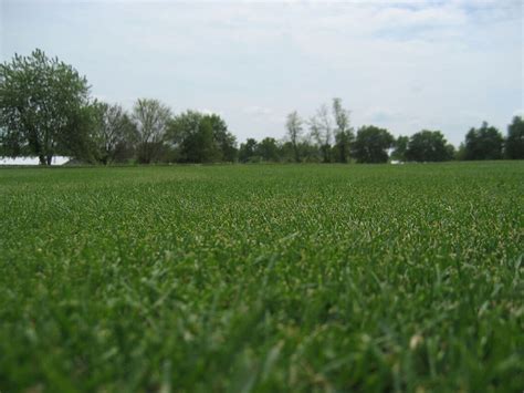 Celebration Bermudagrass - Oakland Plantation Turf Farm