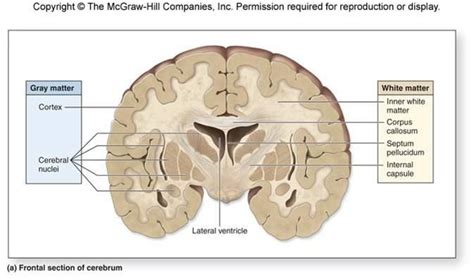 Gray Matter In Brain - fasrevery