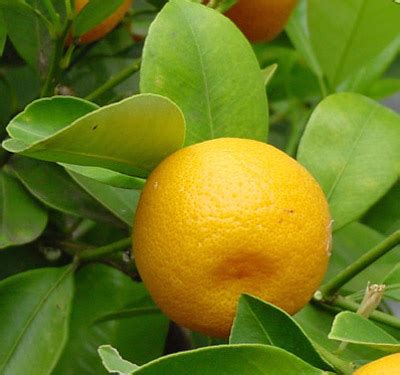 Calamondin facts and health benefits