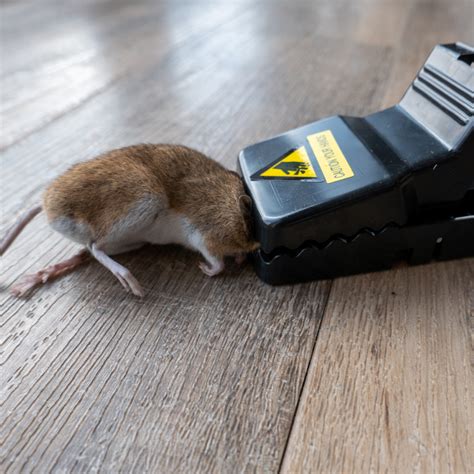 Traditional and Latest Rodent Traps – Pest Supply Canada