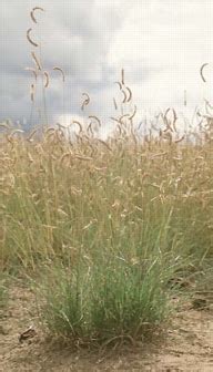 Blue Grama Grass - Bouteloua gracilis