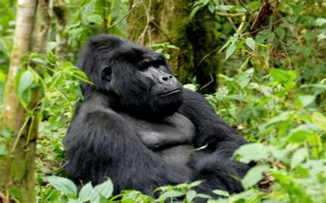 Mountain Gorilla Trekking Rwanda