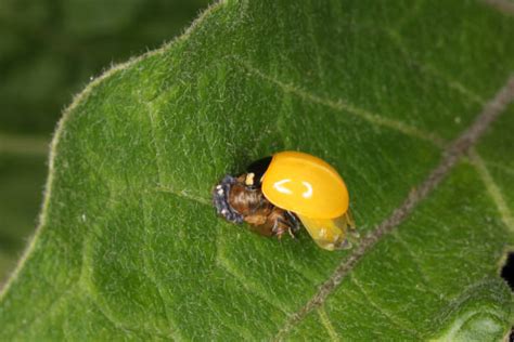 1,100+ Ladybug Pupa Stock Photos, Pictures & Royalty-Free Images - iStock