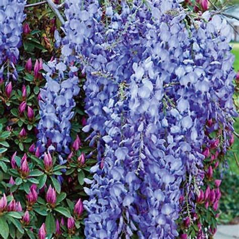 Wisteria vine 6 colors and varieties 10 50 250 or 1000 seeds | Etsy