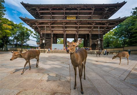 The Devious Deer of Nara, Japan - Travel Caffeine