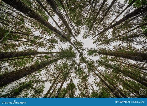 Pine Forest in Vagamon Hills Stock Image - Image of landscape, beautiful: 153976575