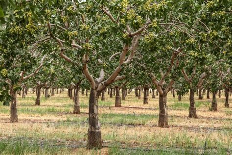 What Does a Pistachio Tree Look Like? » Top Tips